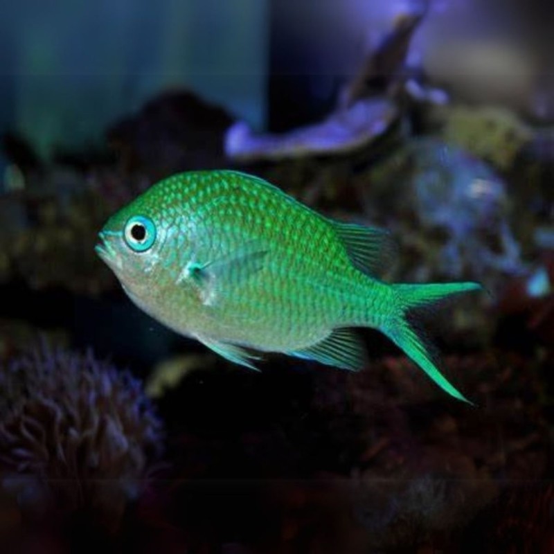 Damsel Green Chromis