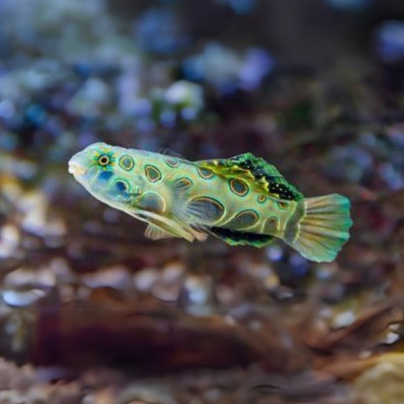Goby Mandarin Spotter