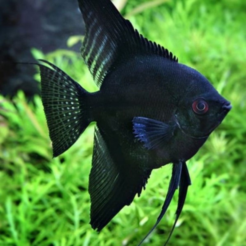 Acara Bandeira Negro