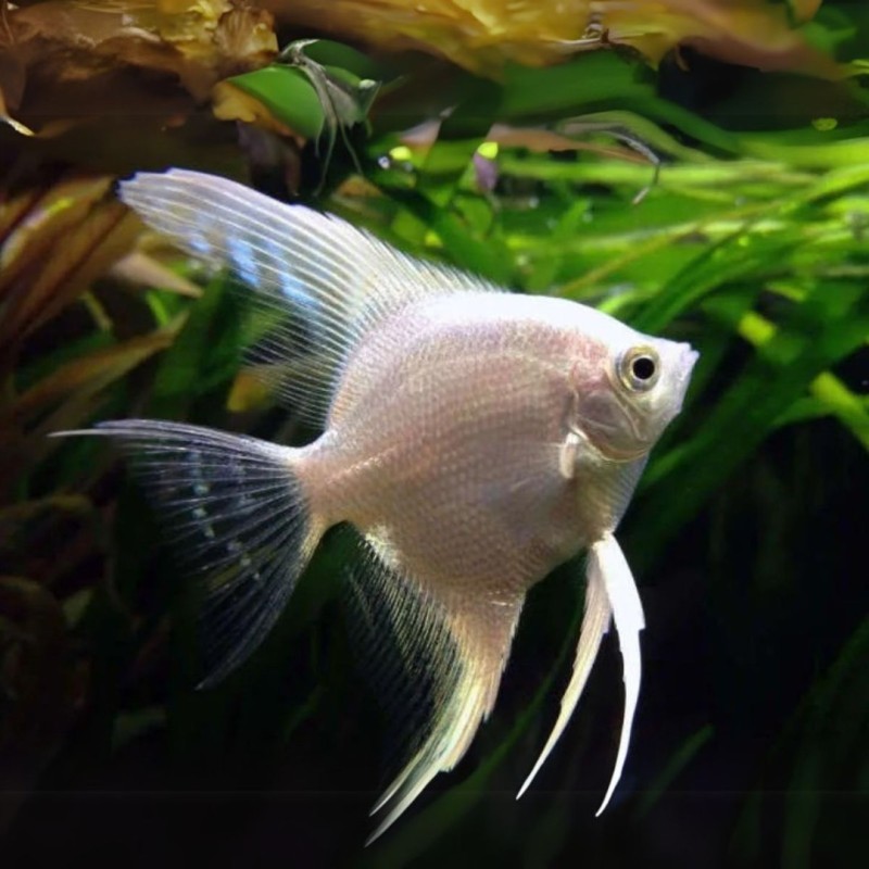 Acara Bandeira Platinum