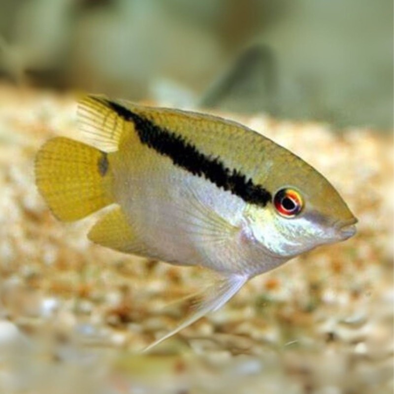 Acara Festivo