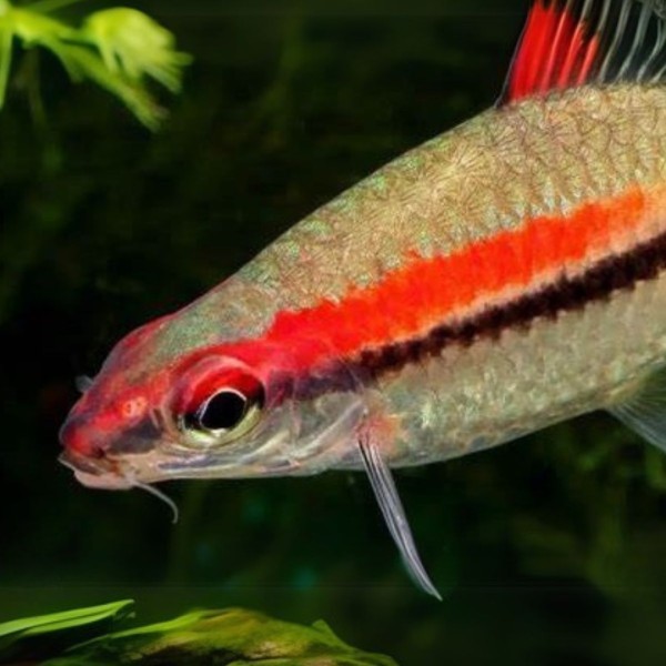 Barbus Denisonii