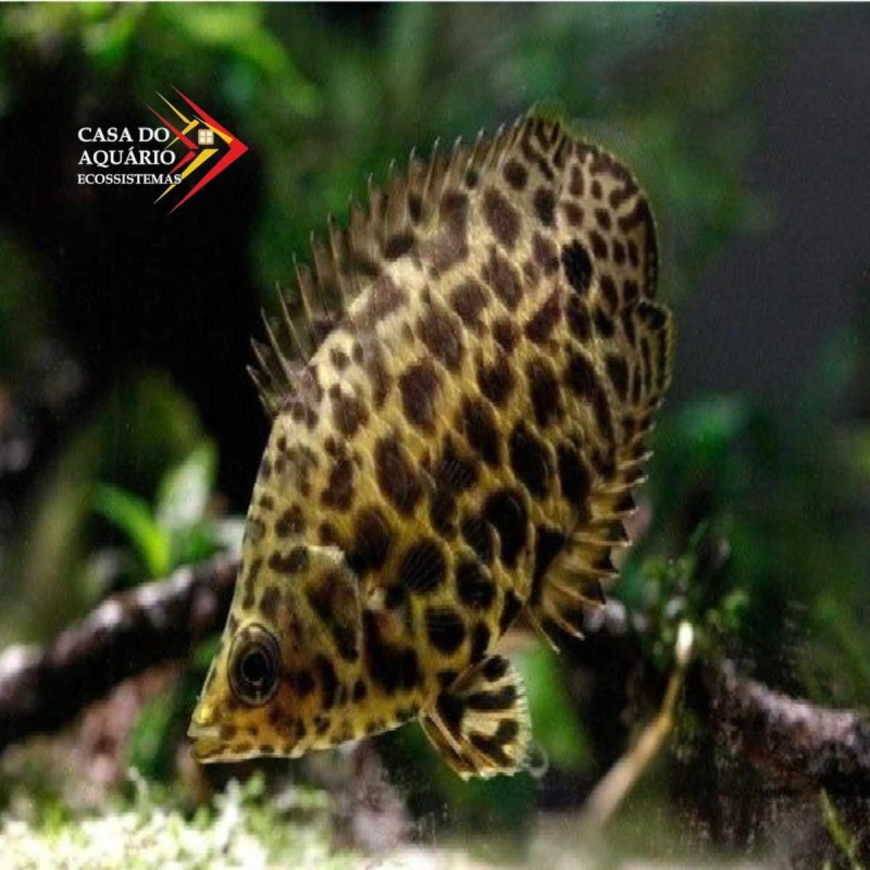Leopardo Gourami
