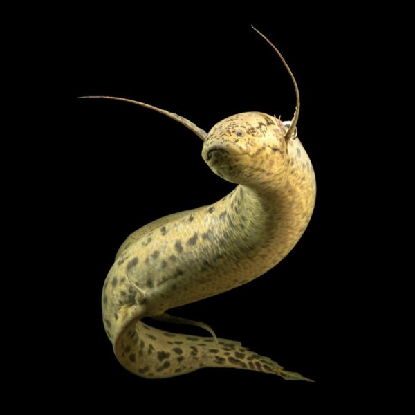 Proto Marbled Lungfish