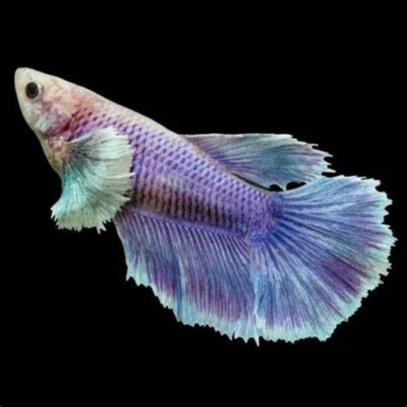 Beta Femea Dumbo