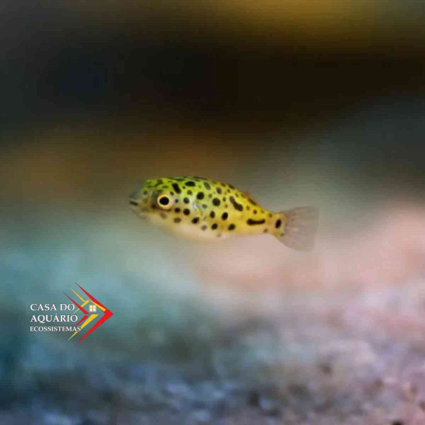 Baiacu puffer Green